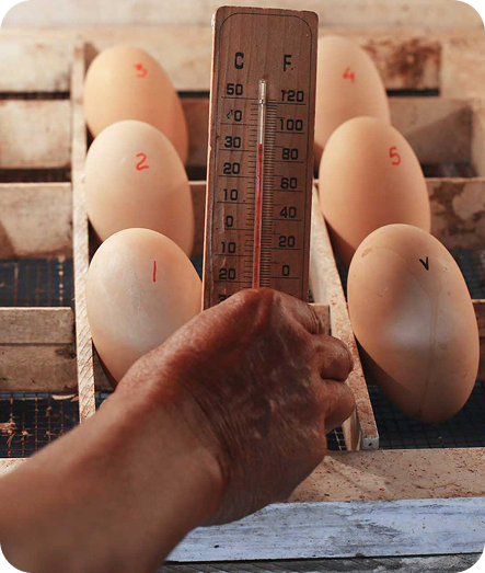Telur Burung Maleo di Inkubator
