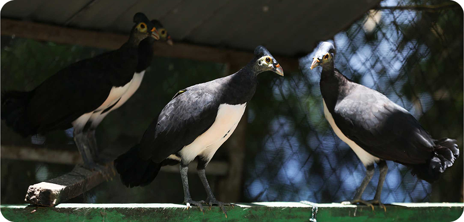 Burung Maleo di dalam kandang konservasi